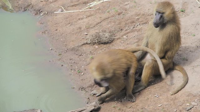 Two baboons play with each other whilst drinking water from a stream