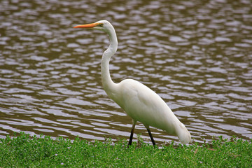 White heron / great egret in Australasia