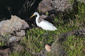 White heron / great egret in Australasia