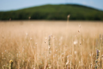 Obraz premium Rural serenity