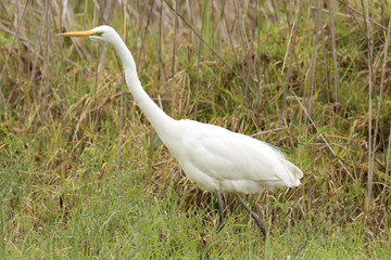 Fototapeta premium White heron / great egret in Australasia