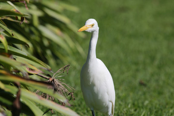 Cattle Egret in Australasia