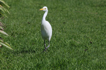 Cattle Egret in Australasia