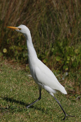 Cattle Egret in Australasia