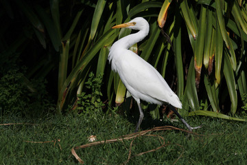Cattle Egret in Australasia