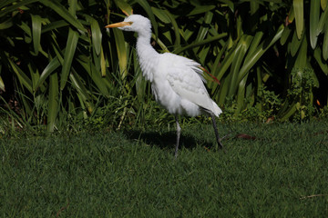 Cattle Egret in Australasia