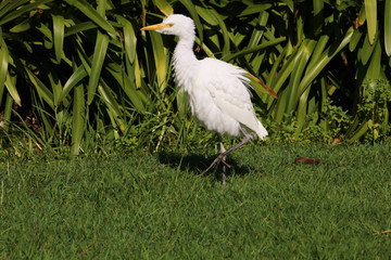 Cattle Egret in Australasia