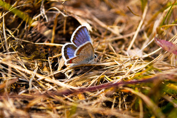Beautiful blue butterfly - Icarus Polyommatus closeup, macro sits in the grass in a field in summer.