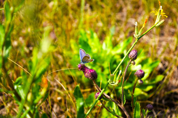 Beautiful blue butterfly - Icarus Polyommatus closeup,macro sits on a flower in a summer wild flower field.Summer natural general view with flowers and   butterfly.