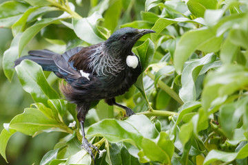 Tui New Zealand Endemic Honeyeater