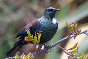 Tui New Zealand Endemic Honeyeater