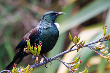 Tui New Zealand Endemic Honeyeater