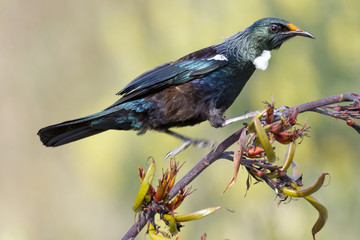 Tui New Zealand Endemic Honeyeater
