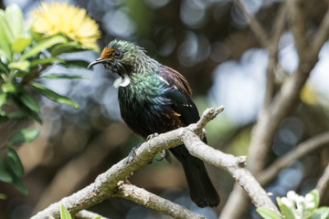 Tui New Zealand Endemic Honeyeater
