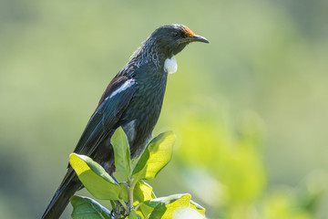 Tui New Zealand Endemic Honeyeater