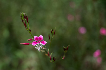 가우라(홍접초)