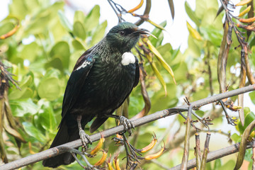 Tui New Zealand Endemic Honeyeater