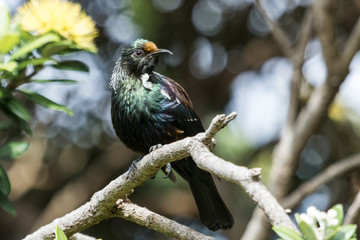 Tui New Zealand Endemic Honeyeater