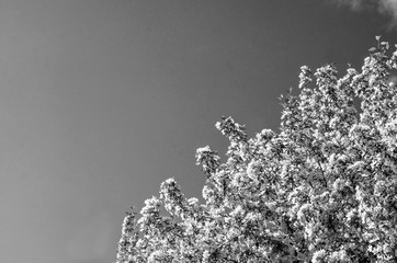 Apple trees bloom luxuriously in spring, many white flowers abundantly cover the crown of the trees, black and white image, close up.