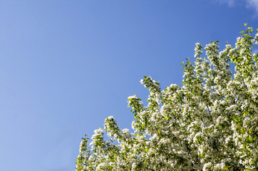 Apple trees bloom luxuriously in spring, many white flowers abundantly cover the crown of the...