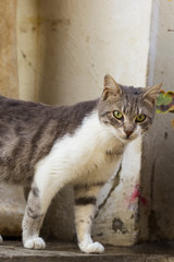 Obraz premium cat staring with curious eyes
