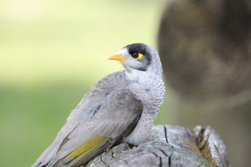 Noisy Miner in Australia