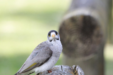 Noisy Miner in Australia