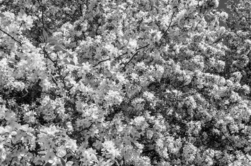 Apple trees bloom luxuriously in spring, many white flowers abundantly cover the crown of the trees, black and white image, close up.