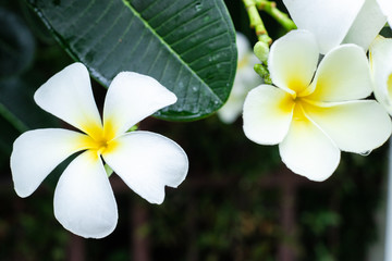 flowers frangipani plumeria