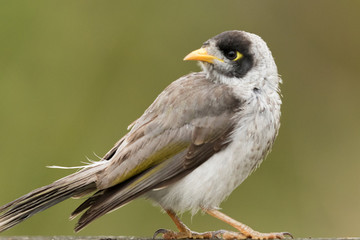 Noisy Miner in Australia