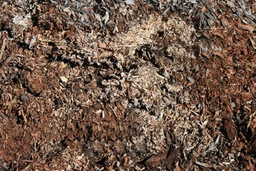 Decaying wood mulch