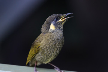 Lewin's Honeyeater in Australia
