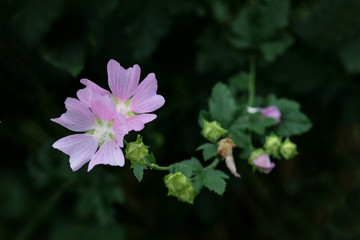 pink flower on dark background