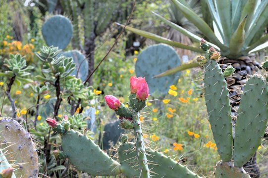 pink red flowers on the fig cactus - opuntia delaetiana