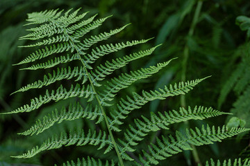 Wild fern in the northern forest. Close-up, small depth of field. Blurred green background.