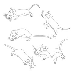 Coloring. Pet Rat. Decorative rat. Domestic rat. cute Rat. cute Pet