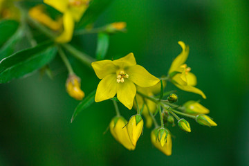 Delicate flower in the northern forest. Close-up, shallow depth of field and rich green background.