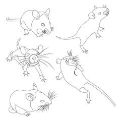 Coloring. Pet Rat. Decorative rat. Domestic rat. cute Rat. cute Pet