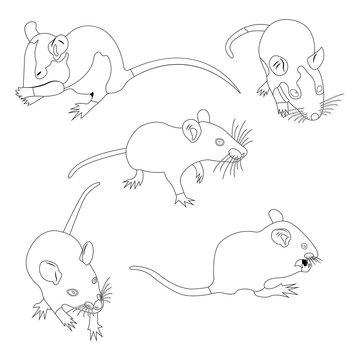 Coloring. Pet Rat. Decorative rat. Domestic rat. cute Rat. cute Pet