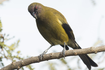 New Zealand Bellbird