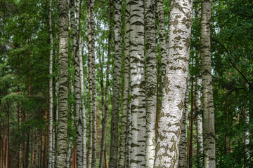 Obraz premium Birch grove, birch trunks, illuminated by the sun. Shallow depth of field, natural background.