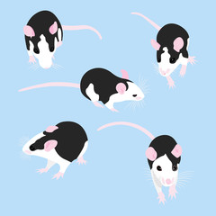 Set Pet Rat. Decorative rat. Domestic rat. cute Rat. cute Pet