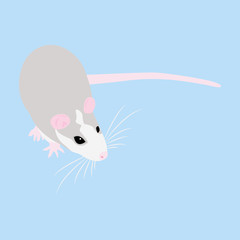 Pet Rat. Decorative rat. Domestic rat. cute Rat. cute Pet