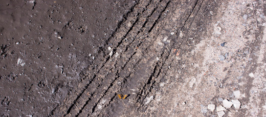 The silver-washed fritillary. Argynnis paphia butterfly.