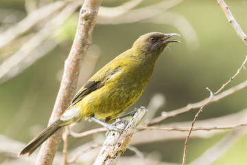 New Zealand Bellbird