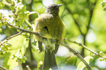 New Zealand Bellbird