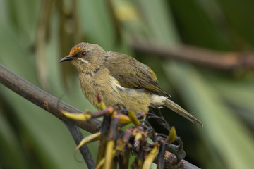 New Zealand Bellbird
