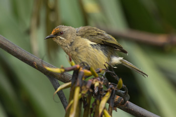 New Zealand Bellbird