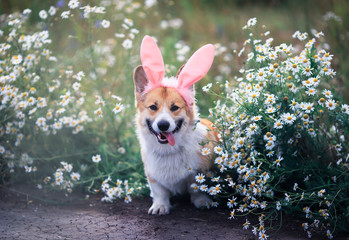 cute contented puppy dog red Corgi in festive Easter pink rabbit ears sits on meadow surrounded by white chamomile flowers on a Sunny clear day funny tongue sticking out