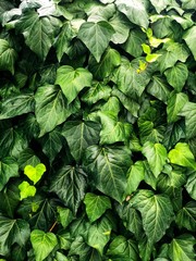 background of green leaves